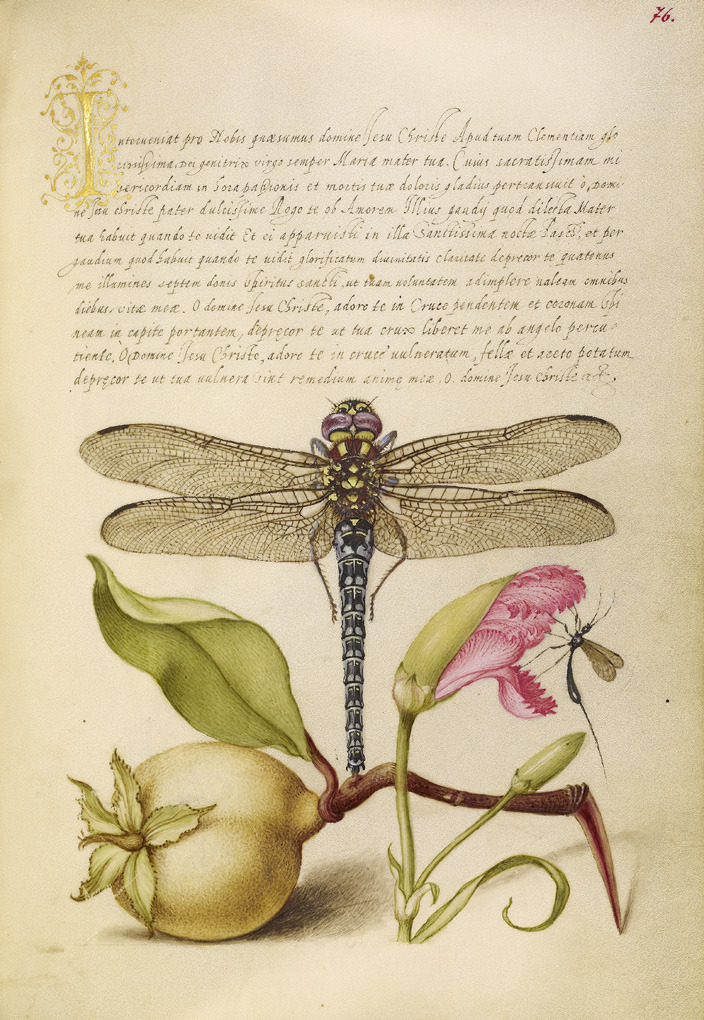 Barok nedeljom: Fascinacija&nbsp;insektima